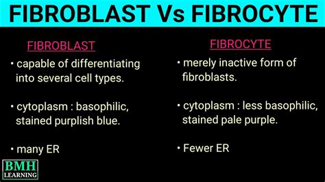 fibrocytes vs fibroblasts